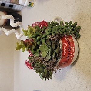 valentine cup of succulents